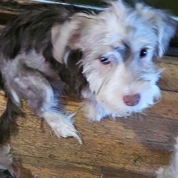 Micay - Chocolate, tan and white male Yorkshire Terrier puppy in Shaker Heights, Ohio from FiFi-s Pups