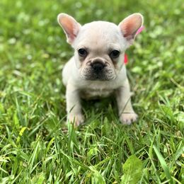 Pink - Cream female French Bulldog puppy in Nevis, Minnesota from Faithful Acres French Bulldogs
