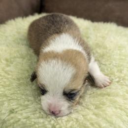 16 Green collar - White and fawn female Pembroke Welsh Corgi puppy in Port Republic, Maryland from Bestfurends