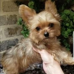 Oliver - Black and tan male Yorkshire Terrier puppy in Hot Springs, Arkansas from Kimberly's Lovable Littles