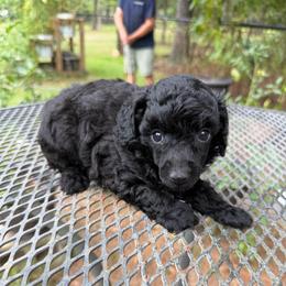 Dollop - Black female Poodle puppy in Florence County, South Carolina from Modern Family Standards