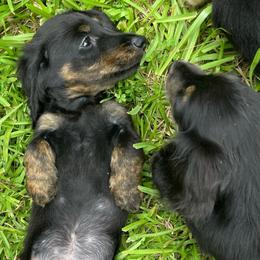 Solo AKC OFA CHIC - Brindle male Dachshund puppy in El Dorado, Arkansas from LovelylilDoxies