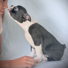 Boston Terrier Puppies from Bluewater Bostons