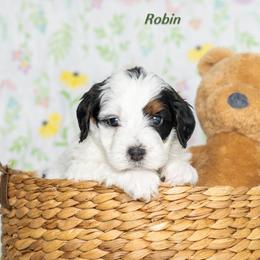 Robin - Black and white female Bernedoodle puppy in St Joe, Indiana from Pawsh Bernedoodles