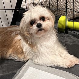 Noel - Shih Tzu