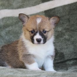 Mercedes - Red and white female American Corgi puppy in Scio, Oregon from Abundant Joy Corgis