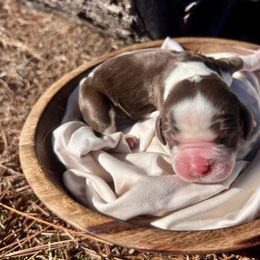 Autumn - Liver white and roan female English Springer Spaniel puppy in Swainsboro, Georgia from Sweet Georgia Springers