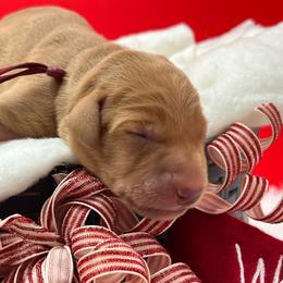 Maroon collar - Yellow male Labrador Retriever puppy in Heath Springs, South Carolina from Rich Hill Retrievers