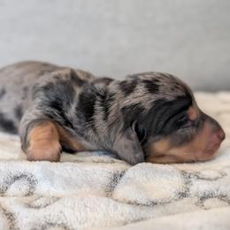 Basset Hound and Dachshund Puppies from Floppy Eared Friends Miniature Dachshund and  Bassett Hounds