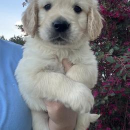 Green - Light golden male Golden Retriever puppy in Jesup, Georgia from Painted Platinum Retrievers (Painted Platinum Kennel) PPK
