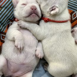 French Bulldog Puppies from Phillips Family Frenchies
