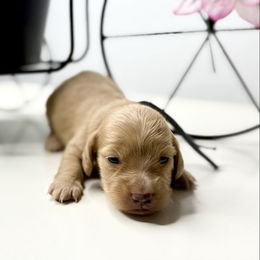 Aayla - Cream female Dachshund puppy in Goodyear, Arizona from D&C Royal Dachshunds