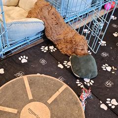 Aussiedoodle and Double Doodle Puppies from Parrish Precious Ones Texas