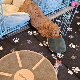 Aussiedoodle and Double Doodle Puppies from Parrish Precious Ones Texas