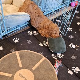 Aussiedoodle and Double Doodle Puppies from Parrish Precious Ones Texas