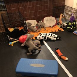 Weimaraner Puppies from Zauberhaft Weimaraners