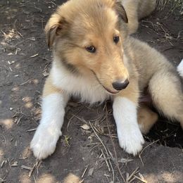 Beaver - Sable and white male Collie puppy in Yulee, Florida from Three Collie Farm