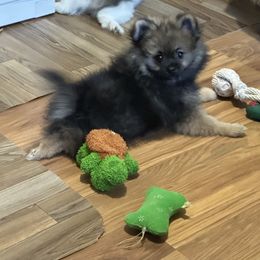Chase - Red sable male Pomeranian puppy in Hilo, Hawaii from Jonna's Poms