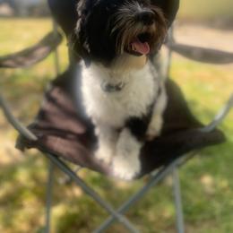 Maggie - Havanese