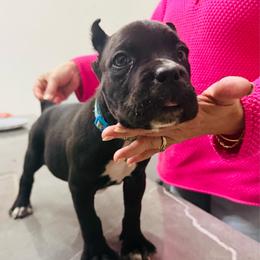 Hummingbird - Black female Cane Corso puppy in Lubbock, Texas from Hub City Kennel