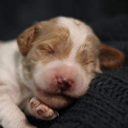 Goldendoodle Puppies from Moore Mini Goldendoodles to Love