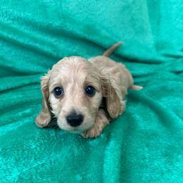 Scout (PRA Clear) - Red male Dachshund puppy in Memphis, Tennessee from River City Doxies