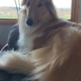 Collies from Sunset Meadows Collies