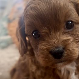 Cheese - Cavapoo puppy from Cuddlebug Cavapoos of Austin