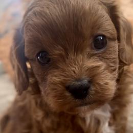 Cheese - Cavapoo puppy from Cuddlebug Cavapoos of Austin