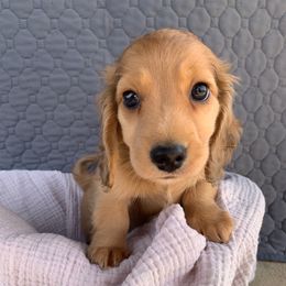 Tobias - Dachshund puppy from Little Legs Legacy
