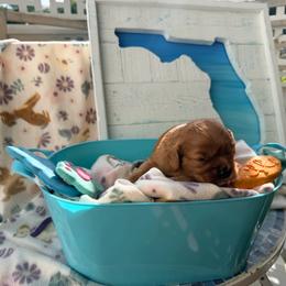 Fred - Ruby male Cavalier King Charles Spaniel puppy in Destin, Florida from Ruby’s Coastal Cavaliers