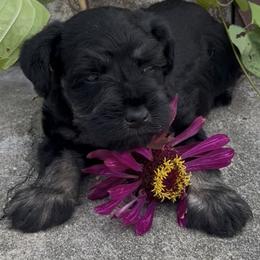 Chat - Black and silver male Miniature Schnauzer puppy in Port Orange, Florida from Blue Ribbon Schnauzers