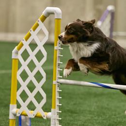 Cinch - Miniature American Shepherd