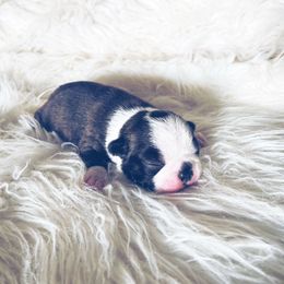Geo -EUROPEAN - Brindle and white male Boston Terrier puppy in Purdy, Missouri from Luxe Dynasty