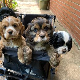 Cocker Spaniel Puppies from Mable meadows Cockers
