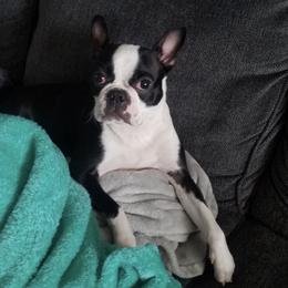 Boston Terriers from Charlie’s Pride