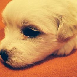 Coton de Tulear Puppies from Shiloh Cotons