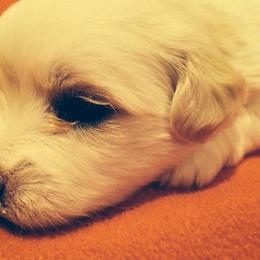 Coton de Tulear Puppies from Shiloh Cotons