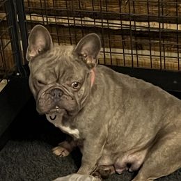 Violet - French Bulldog