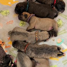 Rainbow Collar - Fawn female Boerboel puppy in Manitowoc, Wisconsin from Mae Boerboel