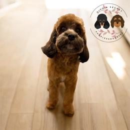 Apple - Cockapoo