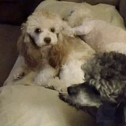 Poodles from Copell's Poodles
