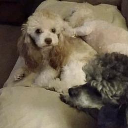 Poodles from Copell's Poodles