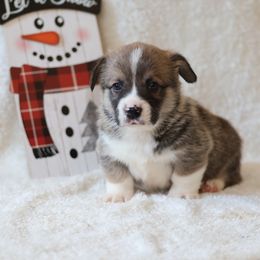 Winston - Sable male Pembroke Welsh Corgi puppy in Morgantown, Pennsylvania from Goldstar Puppies (License Number 18519)