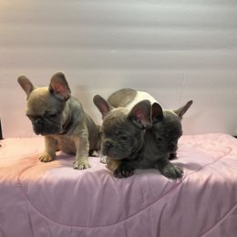 French Bulldog puppies from Tuscaloosa Frenchies