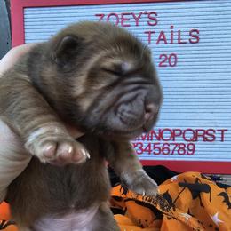 Chinese Shar-Pei Puppies from Zoey's Waggly Tails