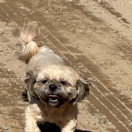 Hope - Shih Tzu