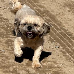Hope - Shih Tzu
