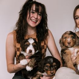 Aussiedoodle Puppies from Sassy Pants Pups