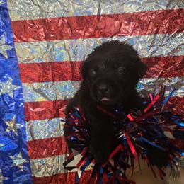 Boy 1 - Black male Labrador Retriever puppy in Holyoke, Massachusetts from Urban Oak Labradors LLC